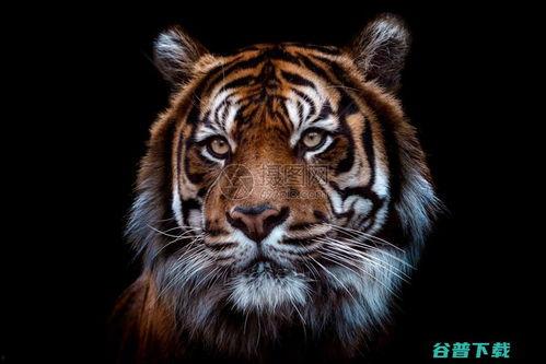 凶猛国产动物视频在线观看,揭秘凶猛本土动物惊险瞬间